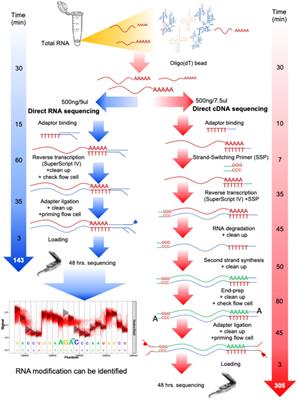 Native RNA or cDNA Sequencing for Transcriptomic Analysis: A Case Study on Saccharomyces cerevisiae